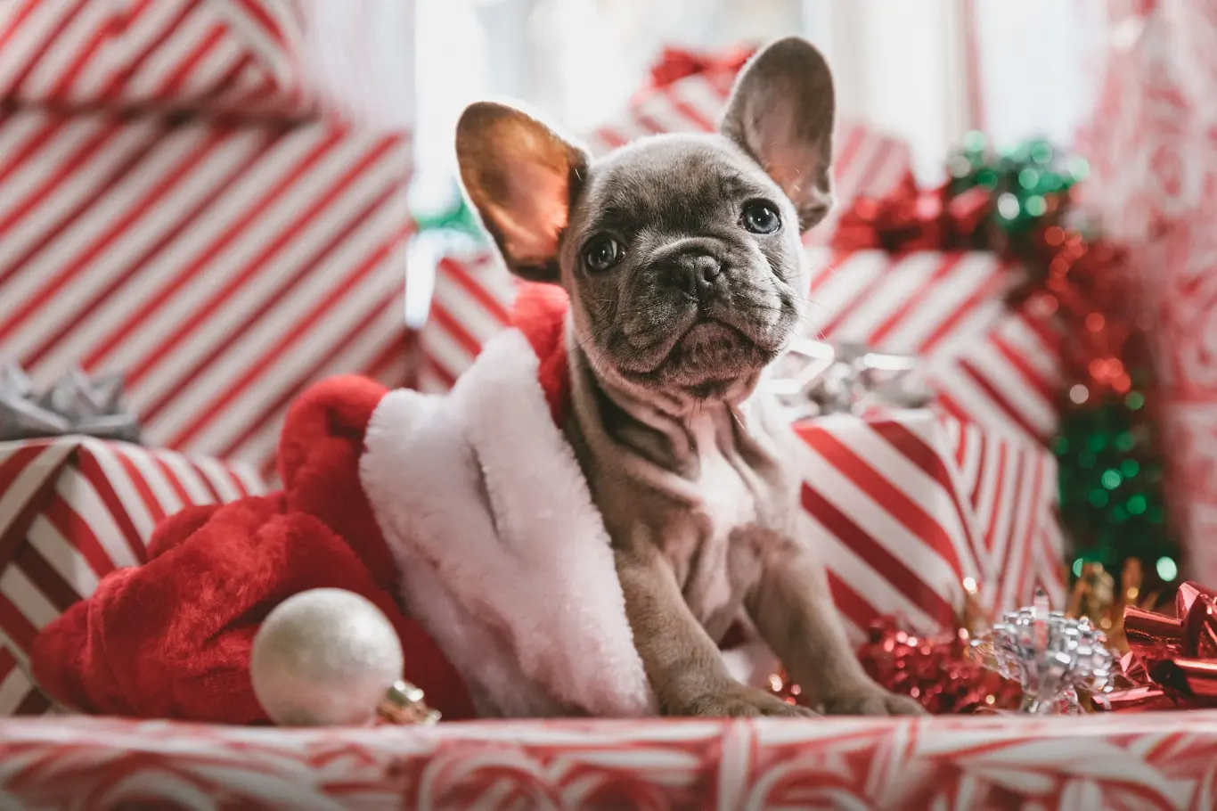 https://unsplash.com/photos/brindle-french-bulldog-puppy-in-santa-hat-mpnqu9o4b9w