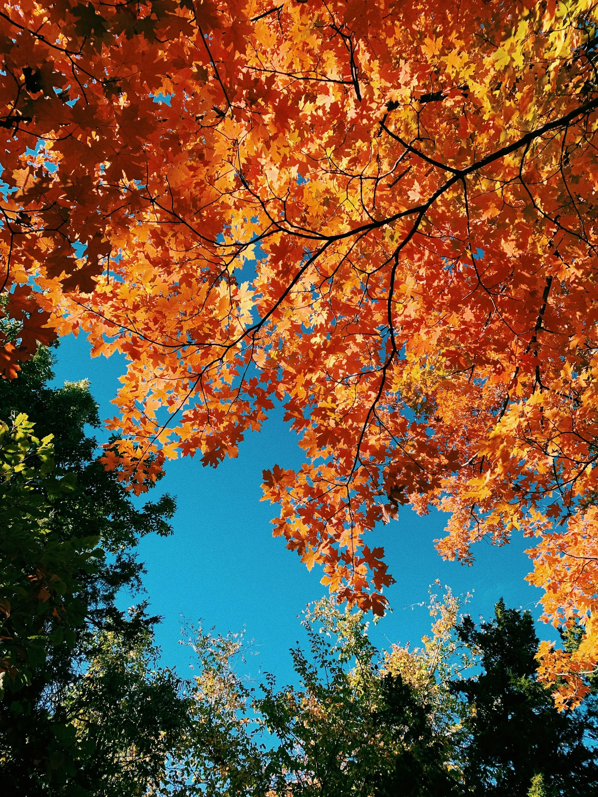 Optimize Your Health This Fall: Immunity, Fitness & Sleep